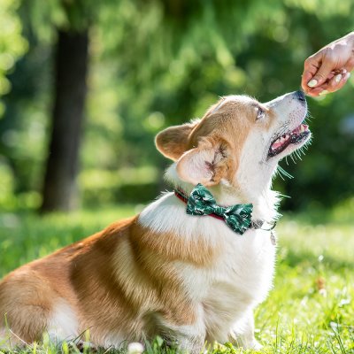 Zoom bild av Sommarfluga, flera mönster