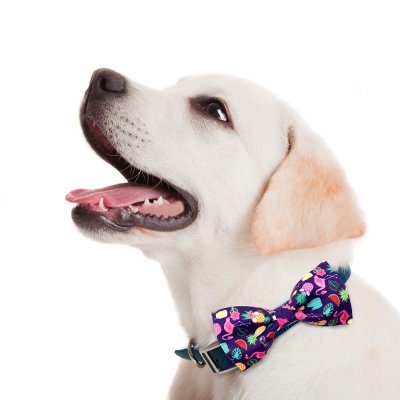 Zoom bild av Sommarfluga, flera mönster