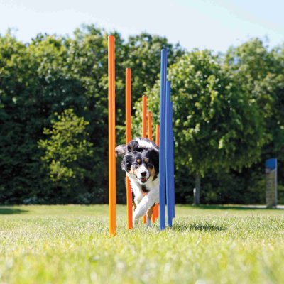 Zoom bild av Agility 12 st Slalompinnar Plast 115 cm