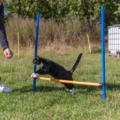 Zoom bild av Agility Hopphinder Plast 123 x 115 cm