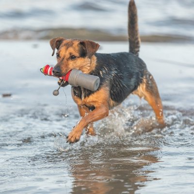 Zoom bild av hundleksak flytande fyr gummi tpr vattenleksak hund rep kasta apport röd grå vit grön synlig står upp i vattnet trixie