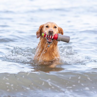 Zoom bild av hundleksak flytande fyr gummi tpr vattenleksak hund rep kasta apport röd grå vit grön synlig står upp i vattnet trixie