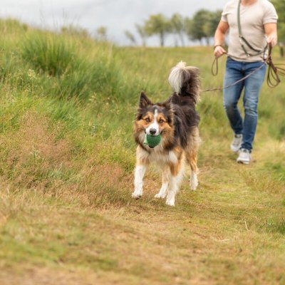 Zoom bild av hundleksak grön gummi blåsfisk piggar mjuk skonsam tänder tuggleksak gummileksak tpr teroplastiskt gummi trixie pip ljud rolig