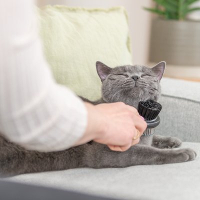 Zoom bild av borste dubbelsidig oval trixie hund katt pälsvård kam karda pälsborste pälsvård blå svart