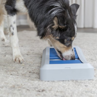 Zoom bild av hundaktivering aktiveringsleksak belöningspussel aktivitetspussel hundspel aktivering hund träning trixie