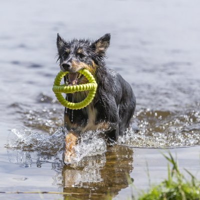 Zoom bild av hundleksak flytande leksak tpr skum gummi flyter på vattnet hav sjö lek hundlek 14 cm 17 cm orange neongul blandade färger trixi