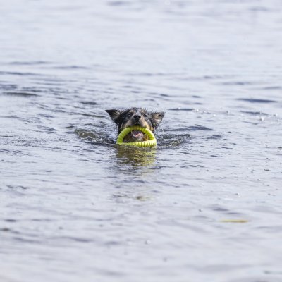 Zoom bild av hundleksak flytande leksak tpr skum gummi flyter på vattnet hav sjö lek hundlek 14 cm 17 cm orange neongul blandade färger trixi