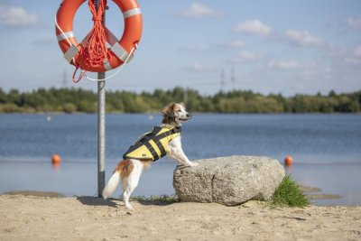 Zoom bild av Flytväst för hund, gul/svart