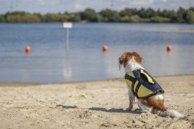 Zoom bild av Flytväst för hund, gul/svart