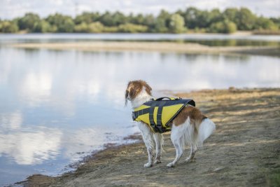 Zoom bild av Flytväst för hund, gul/svart
