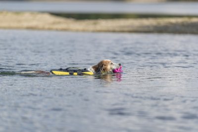 Zoom bild av Flytväst för hund, gul/svart