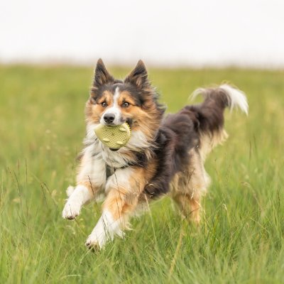 Zoom bild av hundleksak gummi gul trixie piggar pip ljud termoplastiskt gummi tpr skonsam tänder rolig struktur