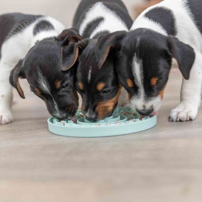 Zoom bild av slickplatta slickmatta aktiveringsskål matskål junior hundvalp flytande belöning godis räfflad mönster skål plast mintgrön 15 cm