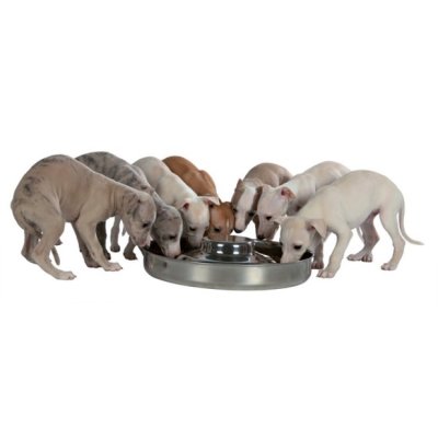 Zoom bild av matbar rostfri valpbar valpmatbar stål silver plåt hundmatskål hundskål valpskål trixie 1,4l 29 cm 4l 38 cm
