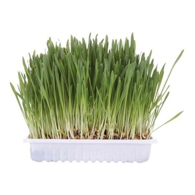 Zoom bild av Kattgräs med odlingslåda, 100g