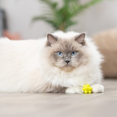 Zoom bild av kattleksak gummiboll knopp katt leksak färgglad rolig studsar oregelbundet gul orange rosa lila trixie knoppar
