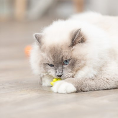 Zoom bild av kattleksak gummiboll knopp katt leksak färgglad rolig studsar oregelbundet gul orange rosa lila trixie knoppar