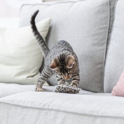 Zoom bild av Trixie kattleksak Lekdyna Leo, 7 × 9 cm leopardmönstrad beige brun liten kudde valeriana