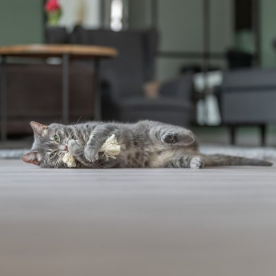 Zoom bild av kattleksak med fransar, repkattleksak, Trixie kattleksaker, kattleksak 15 cm, aktiveringsleksak katt, kattleksak 2-pack, jaktlek