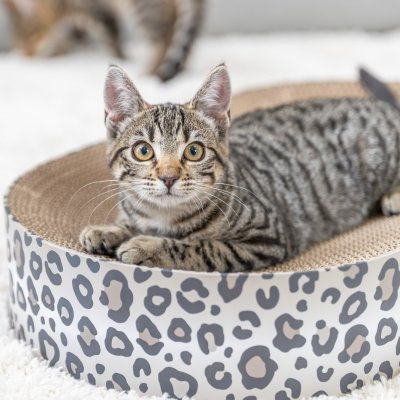 Zoom bild av Trixie Klösbädd Leo, 63 × 10 × 35 cm, creme klös kattklös leksak katt leopardmönster beige brun wellpapp