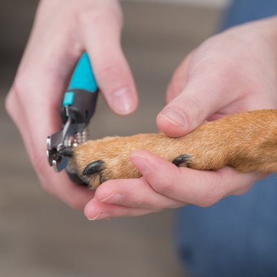 Zoom bild av klotång kloklippare klosax klovård hundklo klippa klo gummihandtag metall klippskydd skyddsplatta säkerhetslås