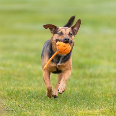 Zoom bild av hundleksak latex latexdjur med svans pip pipleksak gummileksak rolig jaga kasta slänga med ljud trixie rosa grön gul orange