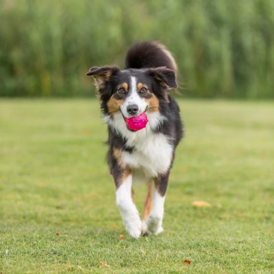 Zoom bild av Trixie Leksaksboll TPR med bubblor, 7 eller 8 cm rosa petrol hundleksak boll struktur tugga kasta apport