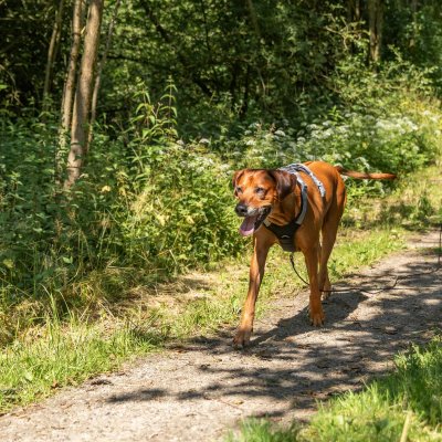 Zoom bild av hundsele sele spårsele med handtag olika fästpunkter koppel stark stadig svart trixie