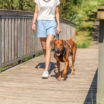 Zoom bild av hundsele sele spårsele med handtag olika fästpunkter koppel stark stadig svart trixie