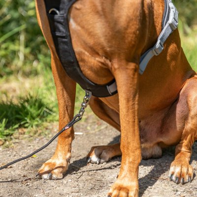 Zoom bild av hundsele sele spårsele med handtag olika fästpunkter koppel stark stadig svart trixie