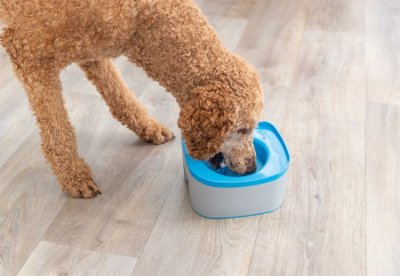 Zoom bild av reseskål vattenskål hundskål antiskvalp antispill spillfri bilskål plast blå grå hund