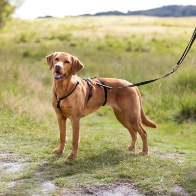 Zoom bild av rymningssäker sele midjerem paniksele backsele inte kan backa ur svart nylon neopren