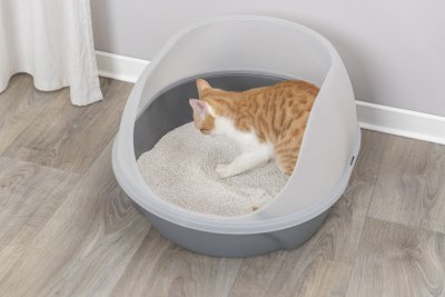 Zoom bild av kattlåda kattoalett