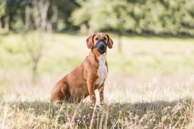 Zoom bild av Skyddskorg förgiftning, svart polyester