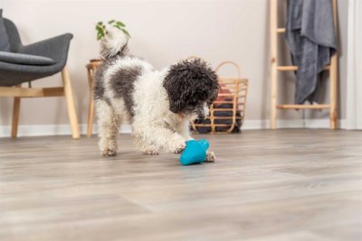 Zoom bild av hundleksak aktiveringsleksak hundaktivering godisgömma snacksgömma blå naturgummi hund
