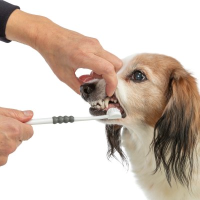 Zoom bild av tandborste hund katt hundtandborste kattandborste 3hövdad flera vinklar svåråtkomliga ställen munhygien plack tandsten trixie vi