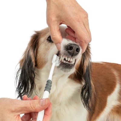 Zoom bild av tandborste hund katt hundtandborste kattandborste 3hövdad flera vinklar svåråtkomliga ställen munhygien plack tandsten trixie vi