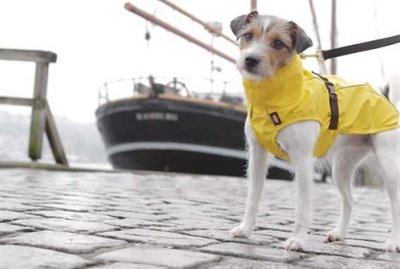 Zoom bild av Vimy Regntäcke Gul, flera storlekar