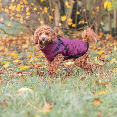 Zoom bild av hundtäcke vintertäcke hundjacka vinterjacka hund med sele inbyggd vinröd sangria ställbar mjuk dragkedja justerbar trixie röd sv