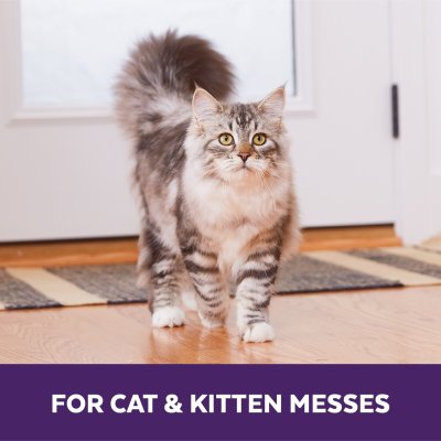 Zoom bild av Urine Off Cat & Kitten fläckborttagning 946 ml katt kattunge urin odör mattrengöring