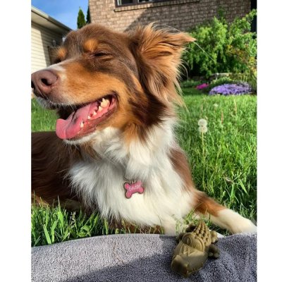 Zoom bild av Whimzees Alligator M, 12 stk, 360g