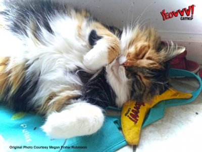 Zoom bild av Yeowww Chicata Banana