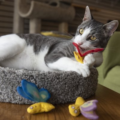 Zoom bild av Yeowww! Butterfly kattleksak fjäril catnip äkta ekologisk kattmynta prasslande vingar blå lila röd gul