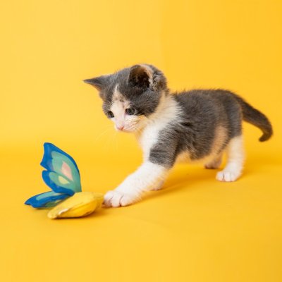 Zoom bild av Yeowww! Butterfly kattleksak fjäril catnip äkta ekologisk kattmynta prasslande vingar blå lila röd gul
