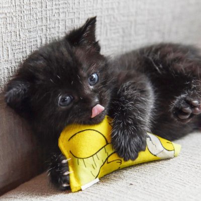 Zoom bild av Yeowww! Catnip Chubbymouse 8 cm äkta ekologisk kattmynta kattleksak mus gul knasig knubbig