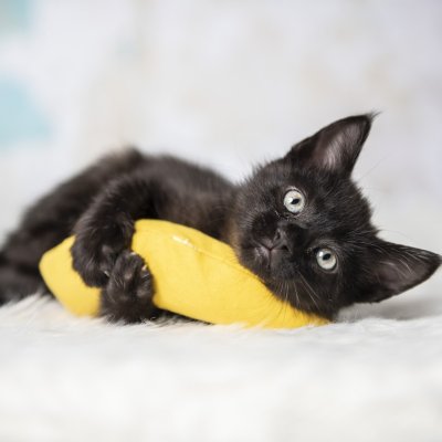 Zoom bild av Yeowww! Chicata Banan catnip äkta ekologisk kattmynta gul banana kattleksak