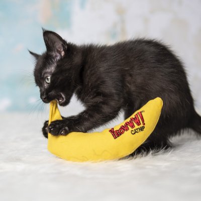 Zoom bild av Yeowww! Chicata Banan catnip äkta ekologisk kattmynta gul banana kattleksak