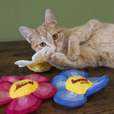 Zoom bild av Yeowww! Daisy's Flower Tops kattleksak catnip äkta ekologisk kattmynta blomma blå rosa vit bomull plysch prasseltyg