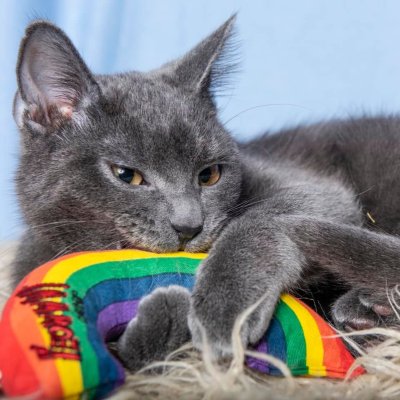 Zoom bild av Yeowww! Rainbow 15 cm catnip äkta ekologisk kattmynta regnbåge kattleksak pride röd orange gul grön blå lila bomull kvalitet
