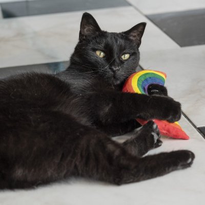 Zoom bild av Yeowww! Rainbow 15 cm catnip äkta ekologisk kattmynta regnbåge kattleksak pride röd orange gul grön blå lila bomull kvalitet